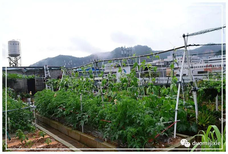 聽(tīng)說(shuō)了嗎，多米居然開(kāi)始搞副業(yè)了？