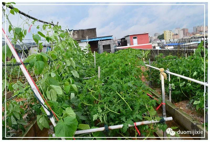 聽(tīng)說(shuō)了嗎，多米居然開(kāi)始搞副業(yè)了？