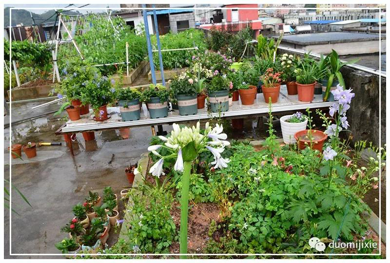 聽(tīng)說(shuō)了嗎，多米居然開(kāi)始搞副業(yè)了？